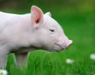 稳中有跌！2025.4.22全国各地生猪价格信息