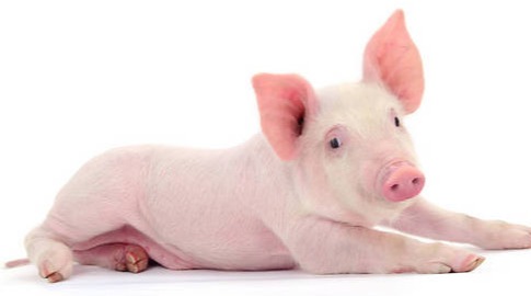 月内二次暴涨启动！五一备货+二育抄底，15元/公斤只是开始！破8冲9不是梦！