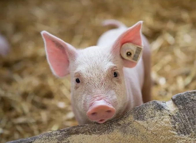 04月22日猪价：猪价再陷泥潭！供需僵局难以打破