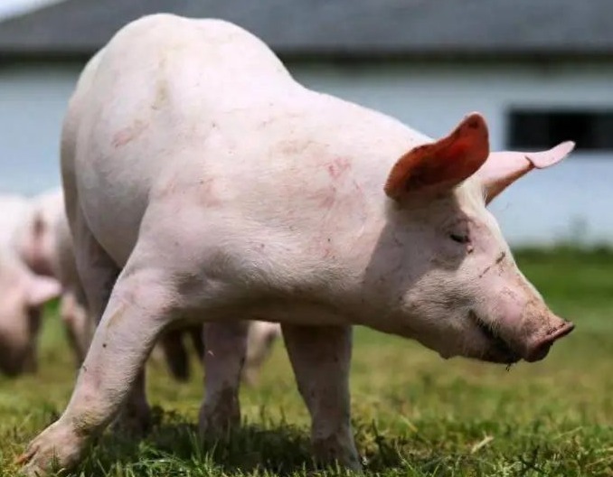 五一临近，猪价为何还在“原地踏步”？2个数据透露重要信号！