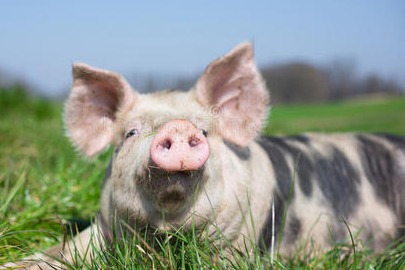 2025年4月22日国内生猪价格一览