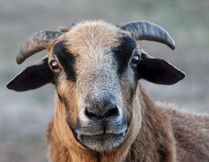 这2种药搭配在一起，治绵羊脑包虫病，真有效！            养羊交流交易     2025年