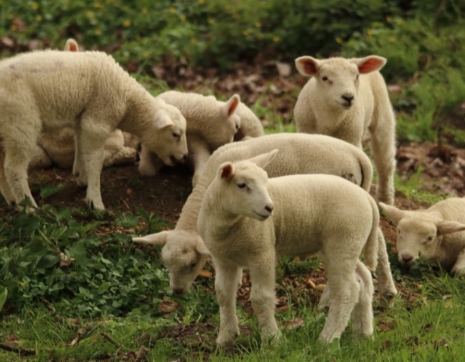 这六种常发羊病，多数人还不会治！