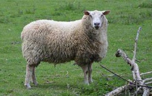 5月快到了，羊价终于上涨了！暴涨？