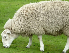 “一摸二听三看”自己就可以诊断羊病