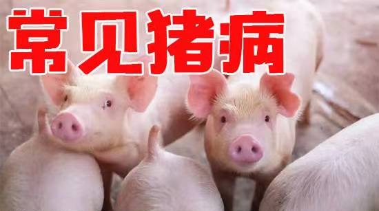 猪场常备的八类功能性兽药   