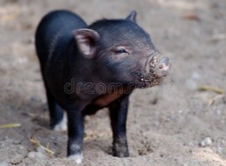 大肥危险来袭！5月大猪价或全面崩盘，最迟4月底必须出栏！