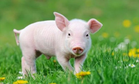 【明天猪价】 2025.4. 24 涨涨涨！千万别停！