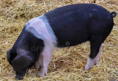 养猪必知：高效驱虫攻略