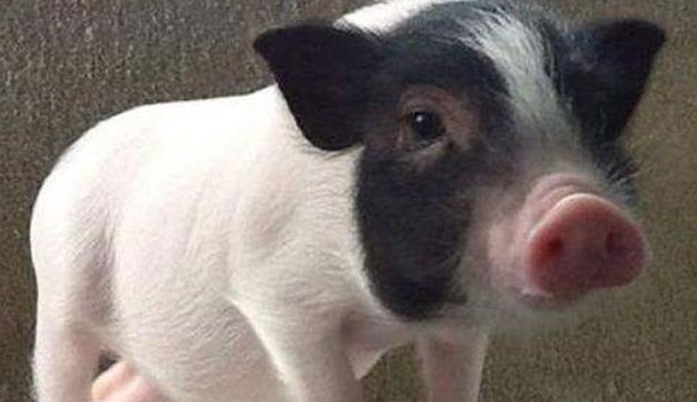 猪价涨势犹在！多地破8！2025年4月24日-今日最新猪价行情