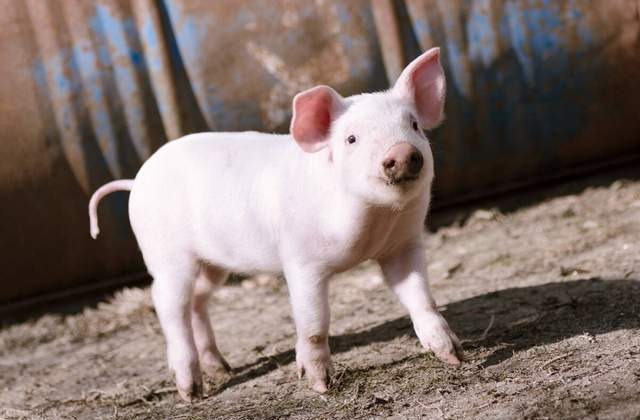 猪场仔猪伪狂犬病的防控与治疗