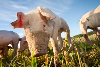 能繁母猪存栏降至‌3986万头‌（两年新低）五一备货引爆‘猪疯狂’！养殖户沸腾！“全线飘红！