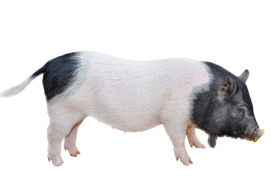 猪价持续升温，二次育肥“余热”不减，稳稳托住猪价走势