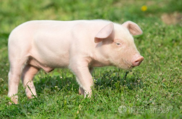 【养猪技术】夏季猪容易掉膘怎么办？这几点养猪经验不妨学习一下！