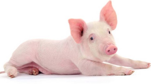 “猪”得罪谁了，中国养猪户的“苦恼”来了？未来还能养猪吗？