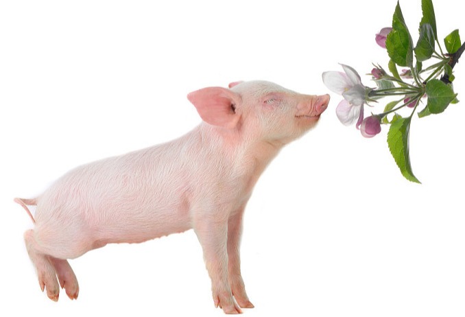 养猪场日常规范消毒与疫病紧急消毒的差异对比