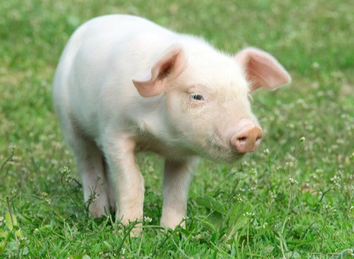 必看！猪场消毒最全说明