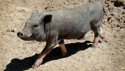 4月28日最新生猪价格行情涨跌表！今天全国多地猪价下跌，明天会不会涨价？