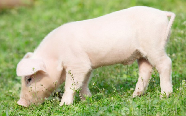 母猪繁殖小妙招大揭秘，让您的猪场秒变“印钞机”！