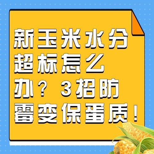 新玉米水分超标怎么办？3招防霉变保蛋质!