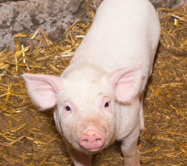 猪价涨！开门红！【明天猪价】5月1日全国猪价涨跌表！