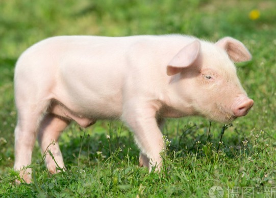 养猪的五个基本功，做好了再说赚钱吧