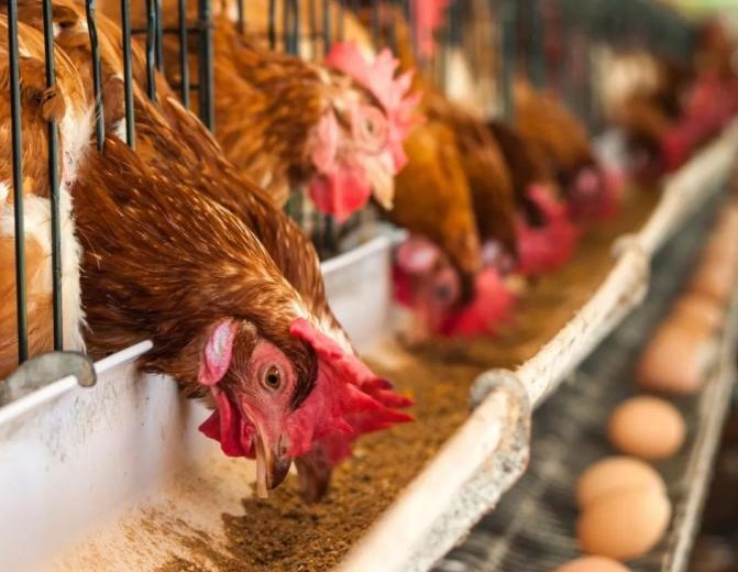 鸡夏季拉稀不停，为啥那么多肠道药都压不住？