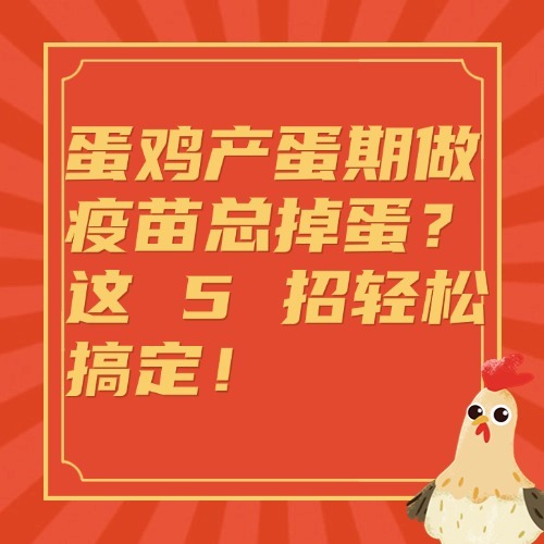 蛋鸡产蛋期做疫苗总掉蛋？这 5 招轻松搞定！