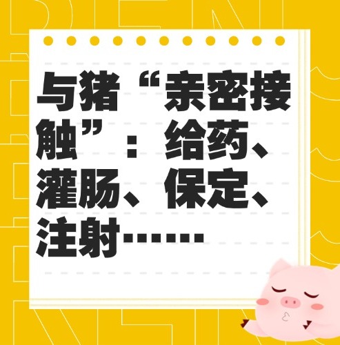 与猪“亲密接触”：给药、灌肠、保定、注射……