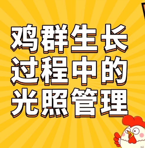 鸡群生长过程中的光照管理