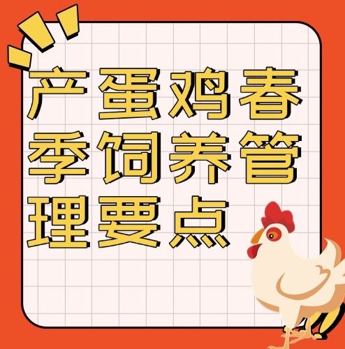 产蛋鸡春季饲养管理要点