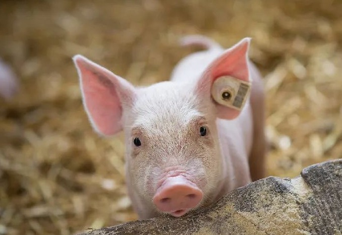 明日猪价 | 2025.5.1日~全国各地最新猪价（猪价已更新！）