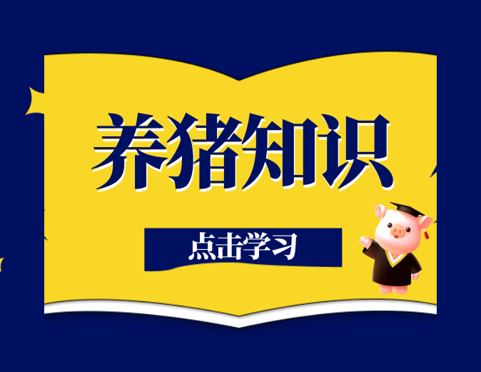 母猪不发情咋办？10招科学催情法，一用就灵！