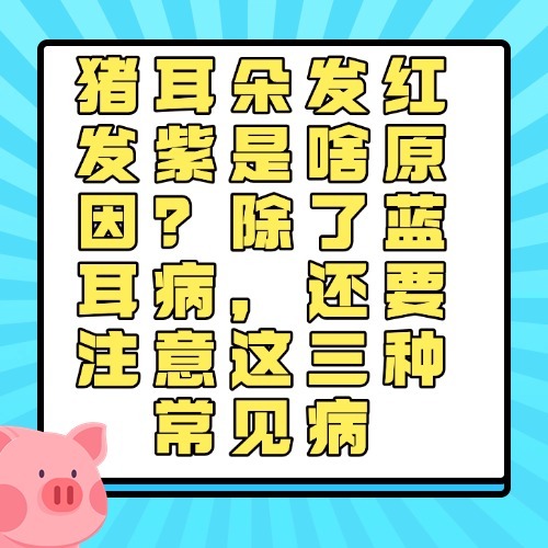 猪耳朵发红发紫是啥原因？除了蓝耳病，还要注意这三种常见病
