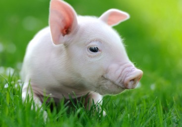 养猪的五个基本功，做好了再说赚钱吧