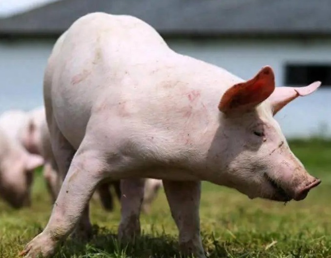 母猪产后各种不食，这么做轻松搞定!