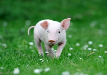 猪场的僵猪，原来这样处理最划算！