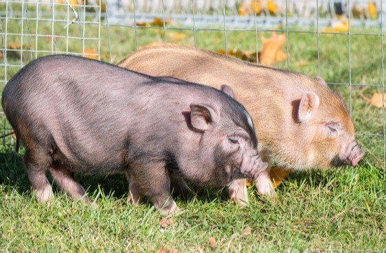 三张图搞懂真假疫苗