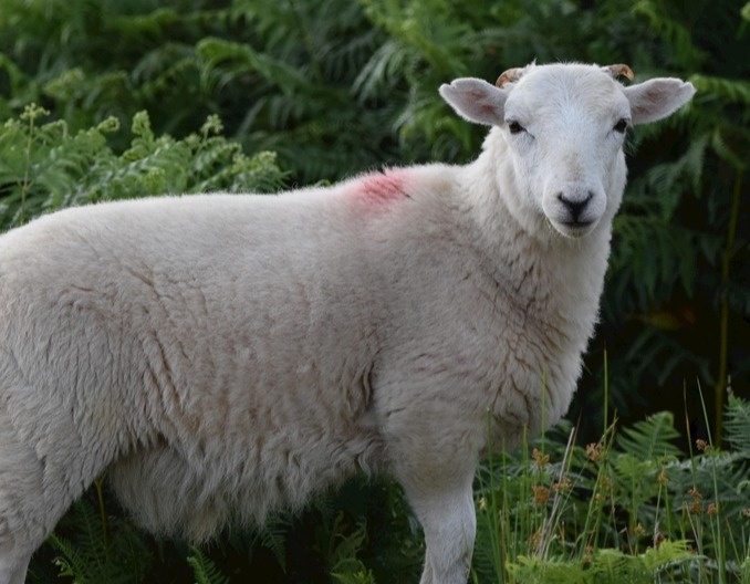 羊突然站不起来了的5种原因？怎样治疗？