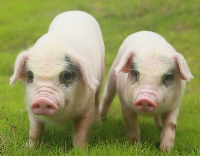 猪呼吸道疾病原因分析与防控措施