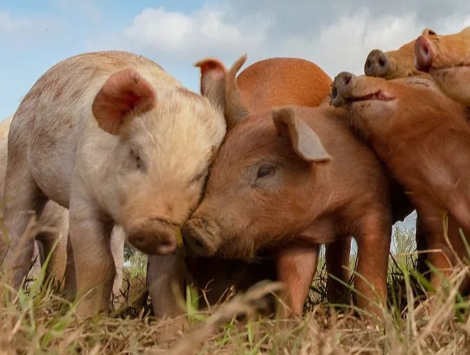 【养殖技术】高温预警！夏季养猪六大要点！
