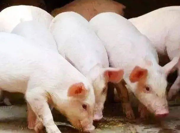 种猪繁育健康养殖关键技术决定养殖成败