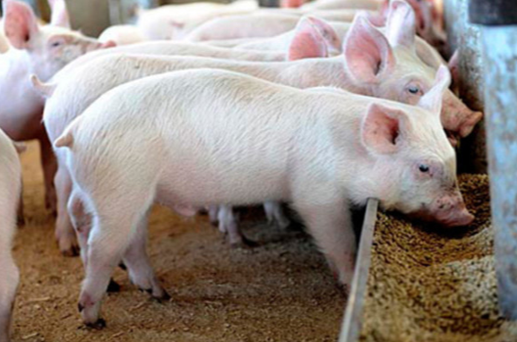 豆粕价格再降！2025年5月第1周仔猪、玉米价格环比上涨，生猪、猪肉、豆粕价格环比下跌