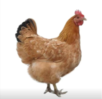 究竟新开产蛋鸡群产蛋高峰不高是什么原因？