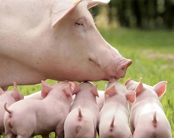 母猪产后恢复应该注意什么
