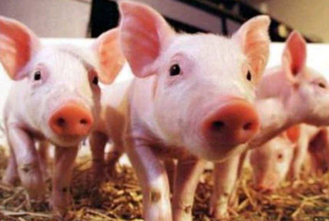 如何让仔猪从产房平稳过渡到保育舍