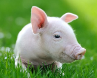 现代养猪10大新技术