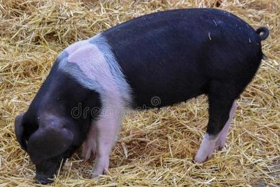 【干货】这五种猪病务必警惕！10个猪场9个中招！