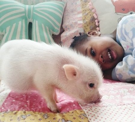 【夏季养猪避坑指南】高温暴击！做好这几点让猪群安然度夏！