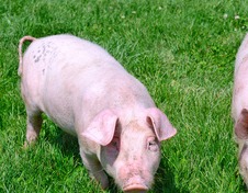 养猪人注意！未来2天猪价或迎巨震，二育熄火！该压栏还是抛售？